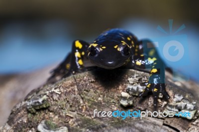 Fire Salamander Stock Photo