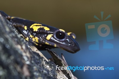 Fire Salamander Stock Photo