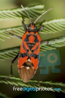 Firebug, Pyrrhocoris Apterus Stock Photo