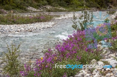 Fireweed By Stream Stock Photo