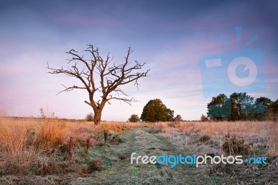 First Autumn Frosts. Old Oak Snag On The Meadow Stock Photo