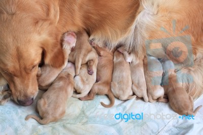 First Day Of Golden Retriever Puppies Stock Photo