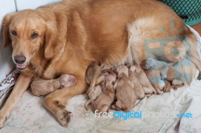 First Day Of Golden Retriever Puppies With New Dog Mom Lying On Stock Photo