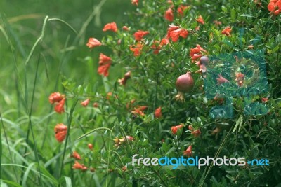 First Fruit On A Flowering Pomegranate Tree Stock Photo