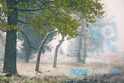 First Snow In Autumn. Snowfall In Park Stock Photo