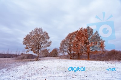 First Snow In The Autumn Forest. Fall Colors On The Trees. Autum… Stock Photo