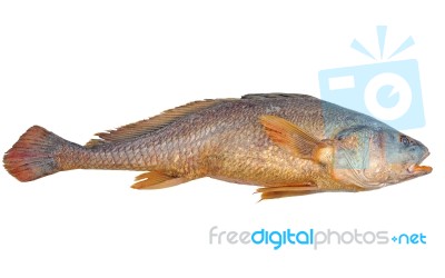 Fish Stock Photo