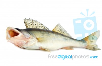 Fish Stock Photo