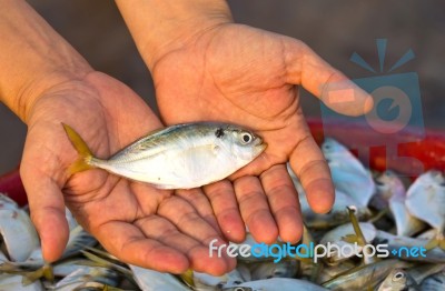 Fish For You Stock Photo