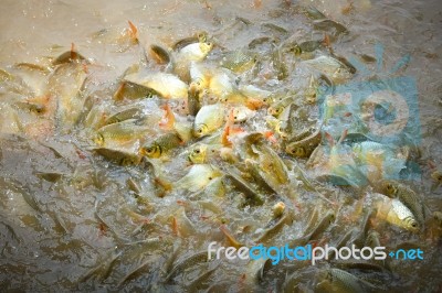 Fish Herd Stock Photo