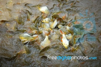 Fish Herd Stock Photo