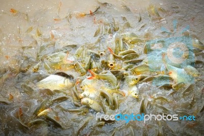 Fish Herd Stock Photo