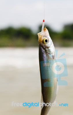 Fish On A Hook Stock Photo