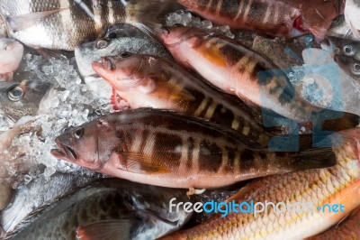 Fish On Ice In Callao Salveje Tenerife Stock Photo