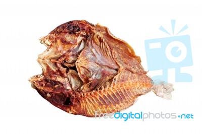 Fish On White Background Stock Photo