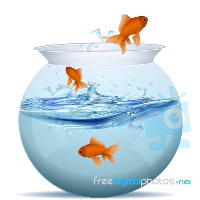 Fish Out Of Water Stock Image