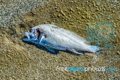 Fish Rotting On Sand Beach Stock Photo