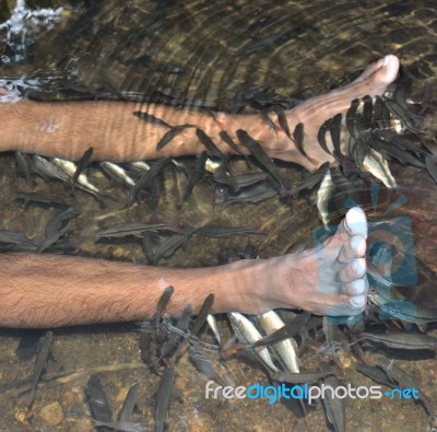 Fish Spa Stock Photo