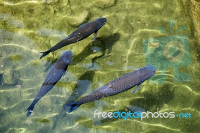 Fish Swimming In Clear Water At The Bioparc In Fuengirola Stock Photo