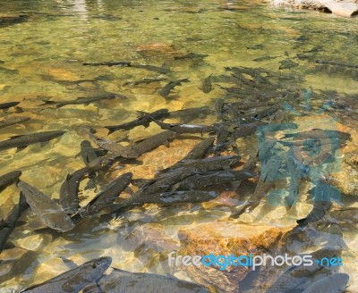 Fish Swimming In Rivers, Lakes, Sea, Fishing Stock Photo