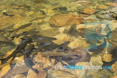 Fish Swimming In Rivers, Lakes, Sea, Fishing Stock Photo