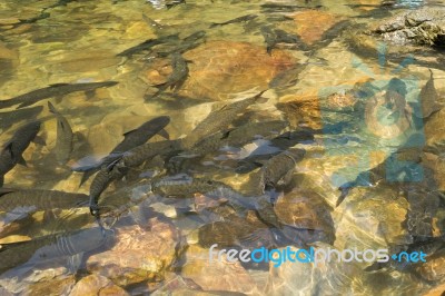 Fish Swimming In Rivers, Lakes, Sea, Fishing Stock Photo