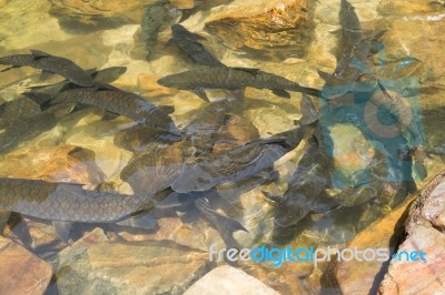 Fish Swimming In Rivers, Lakes, Sea, Fishing Stock Photo