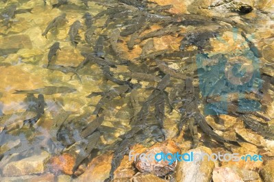 Fish Swimming In Rivers, Lakes, Sea, Fishing Stock Photo