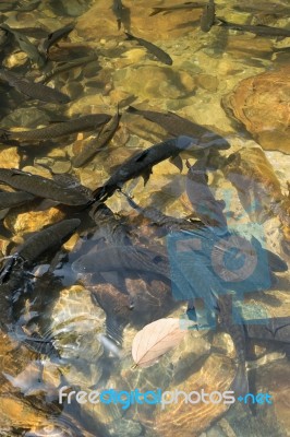 Fish Swimming In Rivers, Lakes, Sea, Fishing, Leaves Stock Photo