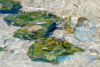 Fish Swimming In The Crystal Clear Water At Porto Cervo Stock Photo