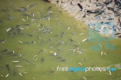 Fishes In  Drought Water Stock Photo