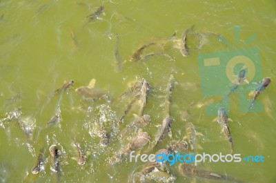 Fishes In The Canal Stock Photo