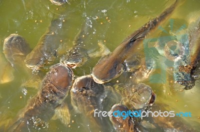 Fishes In The Canal Stock Photo