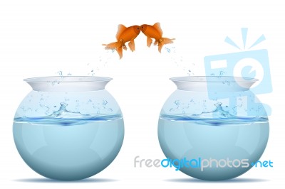 Fishes Jumping From Tank Stock Image