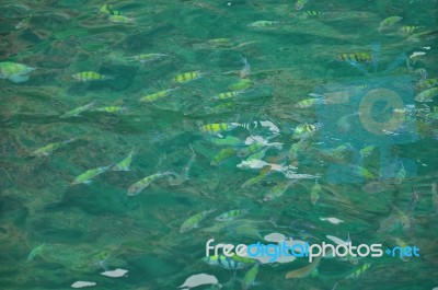 Fishes Under The Sea Stock Photo