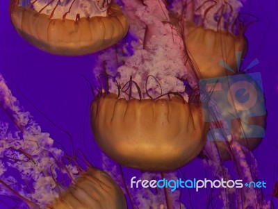 Five Beautiful Deadly Jellyfishes In The Sea Stock Photo