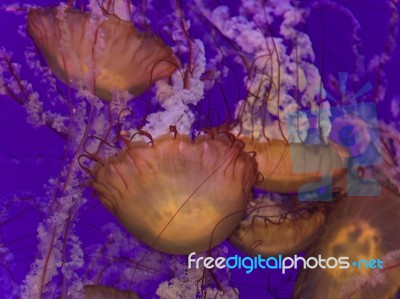 Five Beautiful Deadly Jellyfishes In The Sea Stock Photo