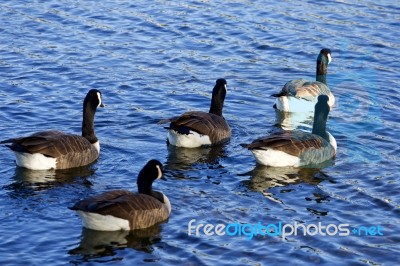 Five Geese Convoy Stock Photo