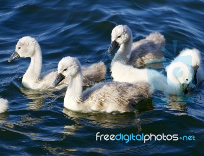 Five Young Mute Swans Are Swimming Stock Photo