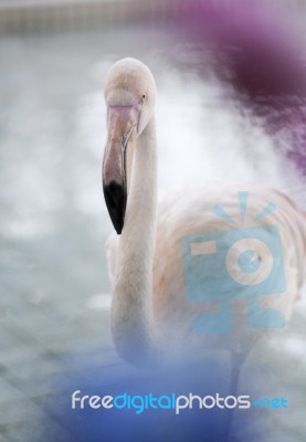 Flamingo Stock Photo