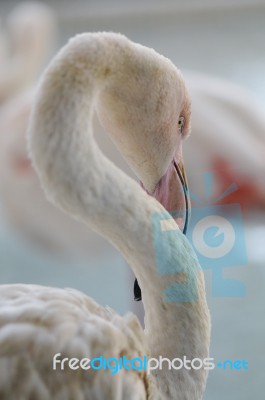 Flamingo Stock Photo