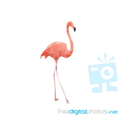 Flamingo Stock Image