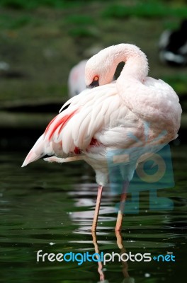 Flamingo Stock Photo