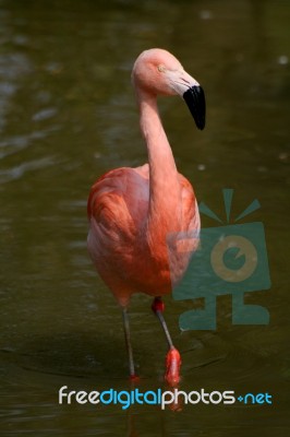 Flamingo Stock Photo