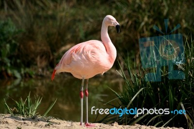 Flamingo Stock Photo