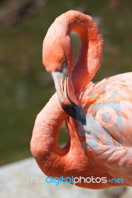 Flamingo Stock Photo