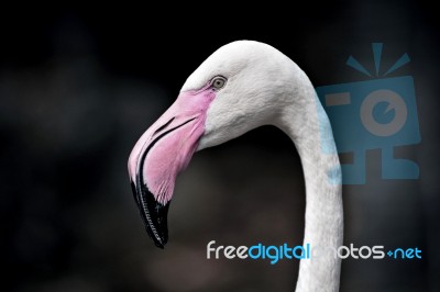 Flamingo Stock Photo