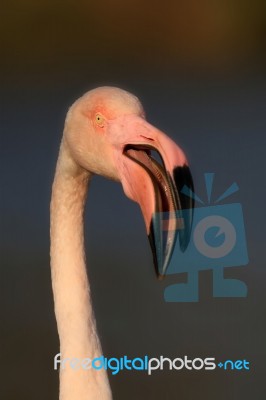 Flamingo Stock Photo