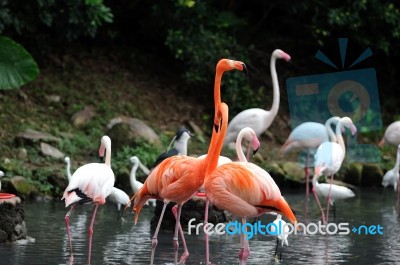 Flamingos Stock Photo