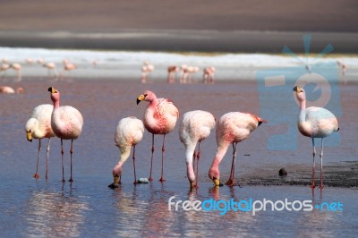 Flamingos In Lake Stock Photo